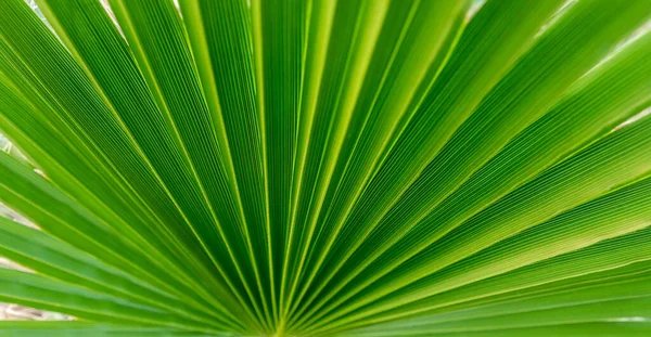 Green Palm Leaf Close Texture Sheet Homemade Palm Tree Symmetrical — Stock Photo, Image