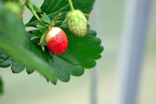 Remontant Strawberries Close Up On The Green Background — Stock Photo, Image