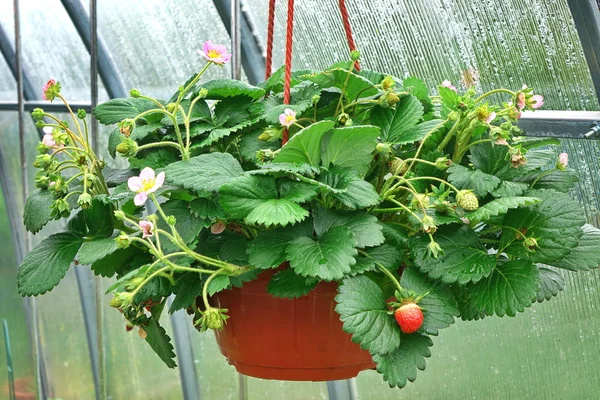 Blooming Remontant Strawberries  In Hanging Basket — Stock Photo, Image
