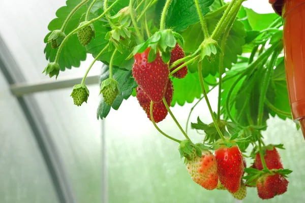 Potted Garden Red Strawberry Many Riped Berries Hanging Greenhouse Closeup — Stock Photo, Image