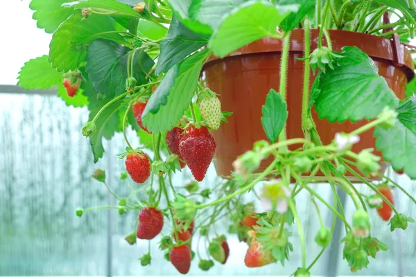 Potted Garden Red Strawberry Many Riped Berries Hanging Greenhouse Closeup — Stock Photo, Image