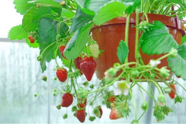 Potted Garden Red Strawberry Many Riped Berries Hanging Greenhouse Closeup — Stock Photo, Image