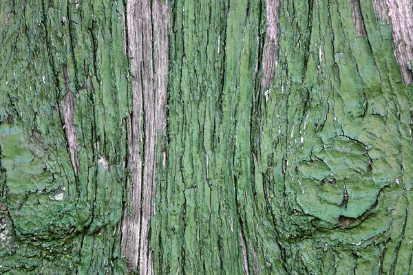 Textura Fondo Madera Verde Pintada Envejecida Fondo Vintage Timber Pintura — Foto de Stock