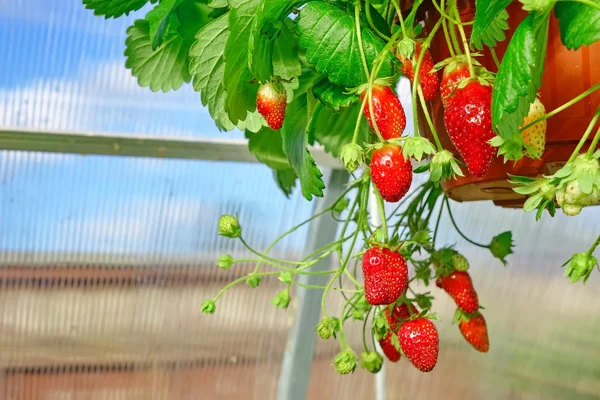 Potted Garden Ripe Strawberry Many Berries Hanging Greenhouse Closeup Hdr — Stock Photo, Image