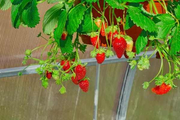 Potted Garden Ripe Strawberry Many Berries Hanging Greenhouse Closeup Hdr — Stock Photo, Image