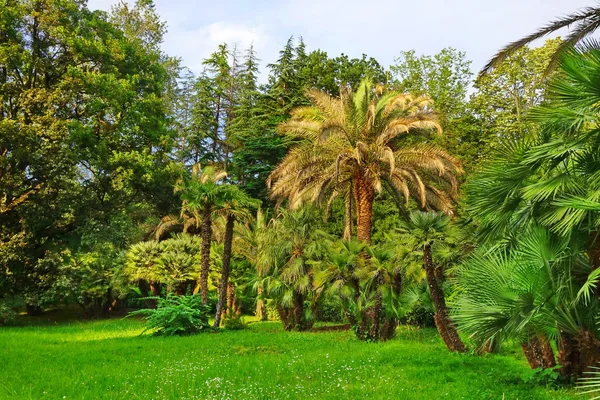 Tropischer Botanischer Garten Oder Wald Oder Parklandschaft Sommer Russland Sotschi — Stockfoto