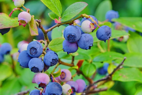 Blåbär dvärg buskar med mogna frukter som odlas i trädgården — Stockfoto