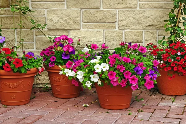 Beaucoup de pots de fleurs en argile avec des plantes en fleurs au mur de pierre — Photo