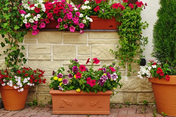 Beaucoup de pots de fleurs en argile avec des plantes en fleurs au mur de pierre — Photo