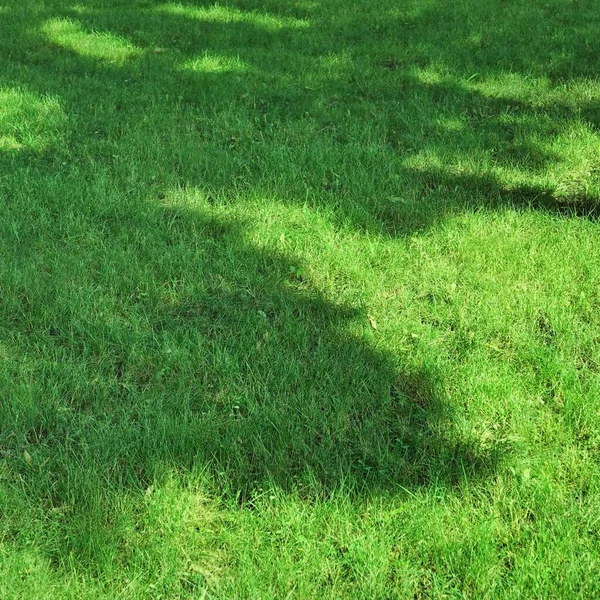 Schaduwrijke Tuin Tuin Verse Gazon Park Green Grass Achtergrond Picknickplaats — Stockfoto