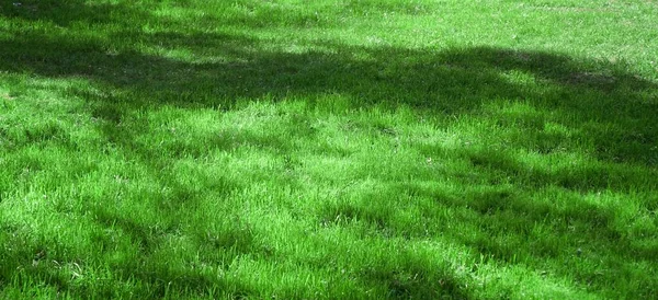 Garden Backyard Park Shady Fresh Lawn Green Szerokie Tło Lub — Zdjęcie stockowe