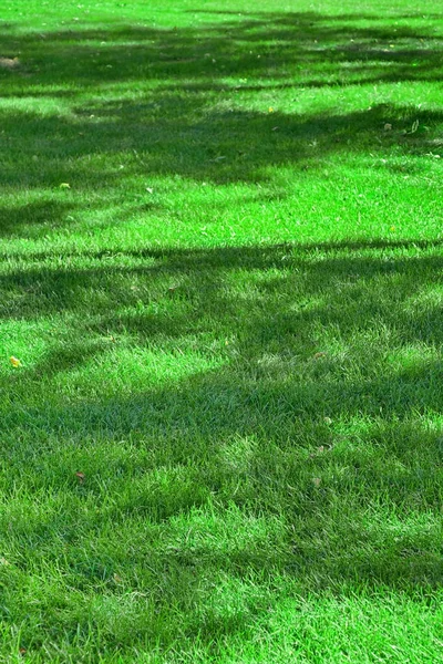 Backyard Garden Park Shady Lawn Зеленый Фон Текстура Лужайка Сделанная — стоковое фото