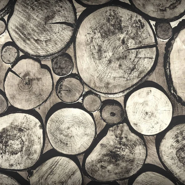 Tree Stumps Frame Background Pine Wood Stump Texture Cut Wooden — Stock Photo, Image