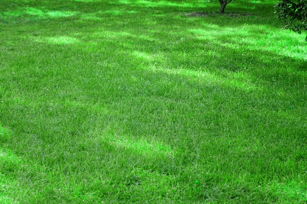 Patio Trasero Sombra Césped Fresco Fondo Textura Rolled Lawn Jardín — Foto de Stock