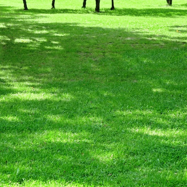 Quintal Jardim Parque Sombra Fresco Gramado Verde Fundo Textura Foco — Fotografia de Stock