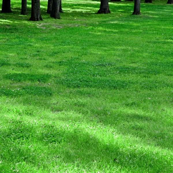 Backyard Garden Park Shady Fresh Lawn Green Background Texture Lawn — Stock Photo, Image