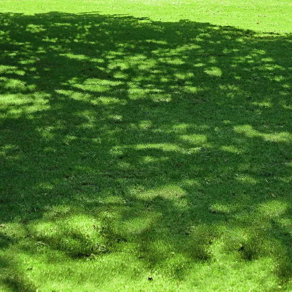 Giardino Giardino Parco Ombreggiato Prato Fresco Sfondo Verde Texture Focus — Foto Stock