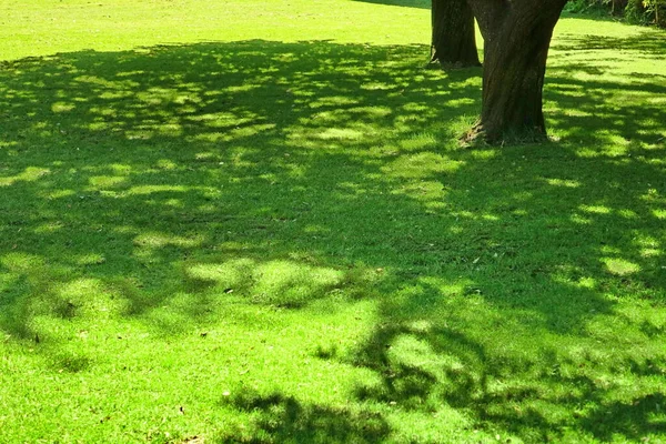 Patio Jardín Parque Sombra Césped Fresco Verde Fondo Textura Enfoque —  Fotos de Stock
