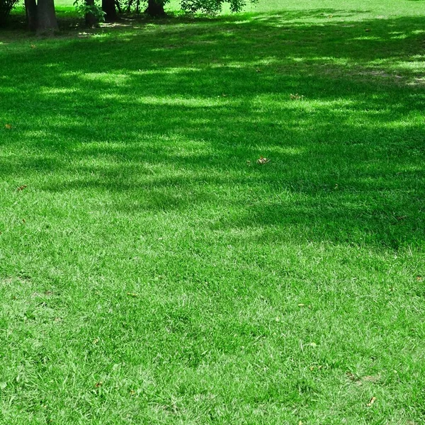 Backyard Shady Fresco Gramado Fundo Textura Laminou Relva Country Garden — Fotografia de Stock