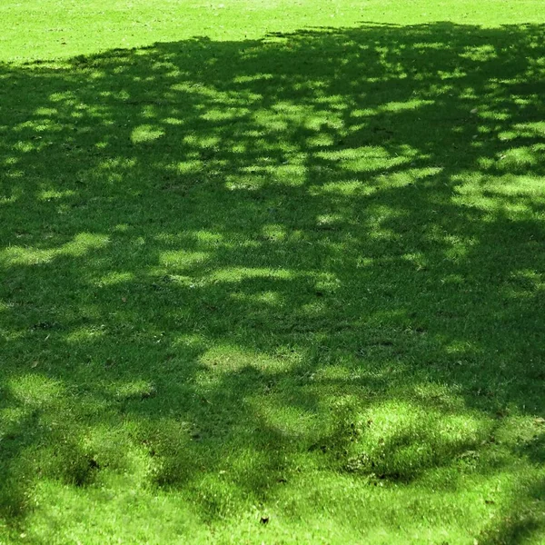 Backyard Shady Fresco Gramado Fundo Textura Laminou Relva Country Garden — Fotografia de Stock