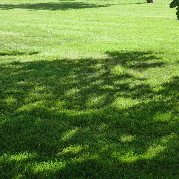 Backyard Garden Park Shady Fresh Lawn Green Background Texture Focus — Stock Photo, Image