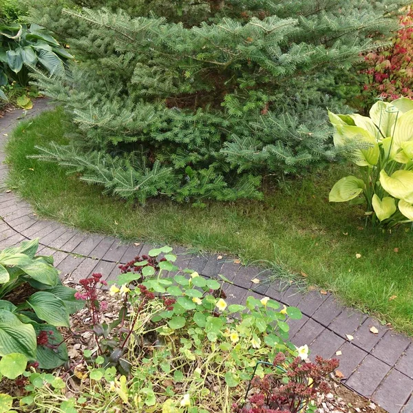 Backyard Κήπος Μοντέρνο Σχεδιασμός Τοπίο Διαμορφωμένη Διακοσμητική Κήπος Winding Pathway — Φωτογραφία Αρχείου