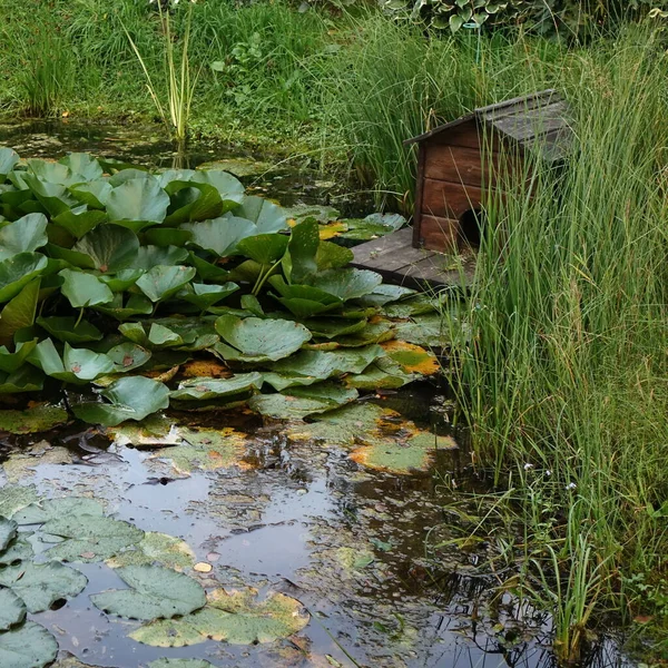 Künstliche Dekorative Teich Hinterhof Garten Mit Fischen Und Wasserpflanzen Wie — Stockfoto