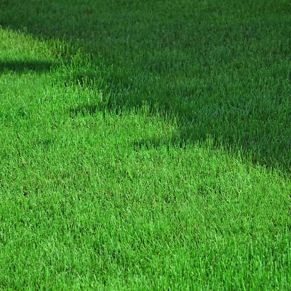 Fresh Backyard Garden Lawn Shady Park Green Grass Background Picnic — Stock Photo, Image