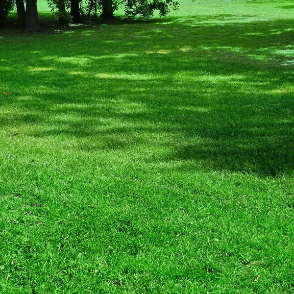 Zahradní Park Stín Čerstvý Trávník Zelené Pozadí Nebo Textura Selektivní — Stock fotografie