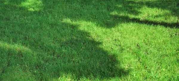 Schattiger Garten Garten Frischer Rasen Park Green Grass Hintergrund Picknickplatz — Stockfoto