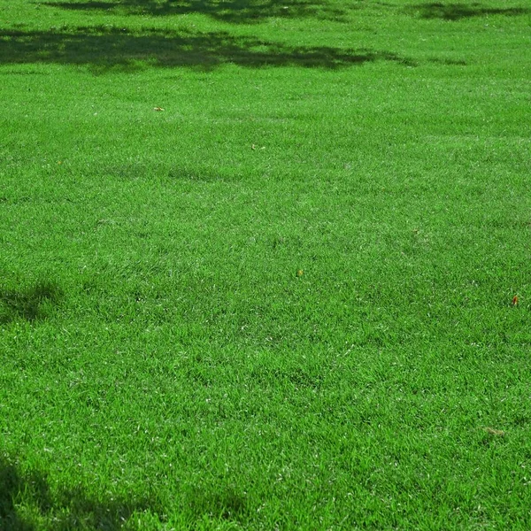 裏庭公園シャディ新鮮な芝生の緑の背景やテクスチャ 芝や芝で作られた芝生 フォーカス選択 — ストック写真