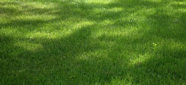 Garden Backyard Park Shady Fresh Lawn Green Wide Background Texture — Stock Photo, Image