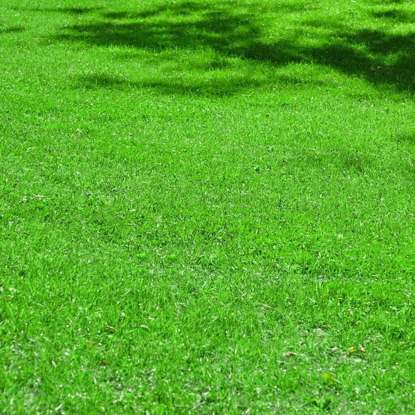 Patio Jardín Parque Sombra Césped Fresco Verde Fondo Textura Césped — Foto de Stock