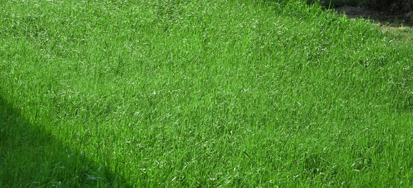 Hinterhof Garden Park Schattigen Frischen Rasen Grünen Hintergrund Oder Textur — Stockfoto