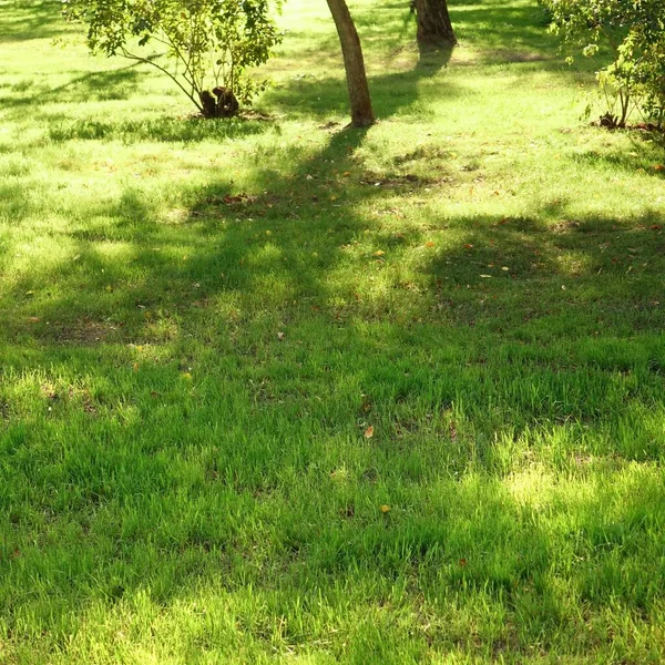 Zahradní Park Stín Čerstvý Trávník Zelené Pozadí Nebo Textura Selektivní — Stock fotografie