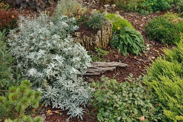 后花园现代园林绿化 装饰花园设计 后院落草坪及草木与植物间自然覆盖的边界 — 图库照片