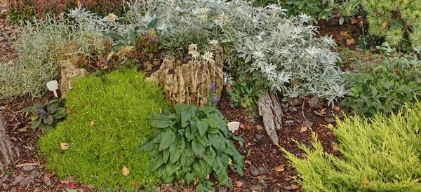 后花园现代园林绿化 装饰花园设计 后院落草坪及草木与植物间自然覆盖的边界 — 图库照片