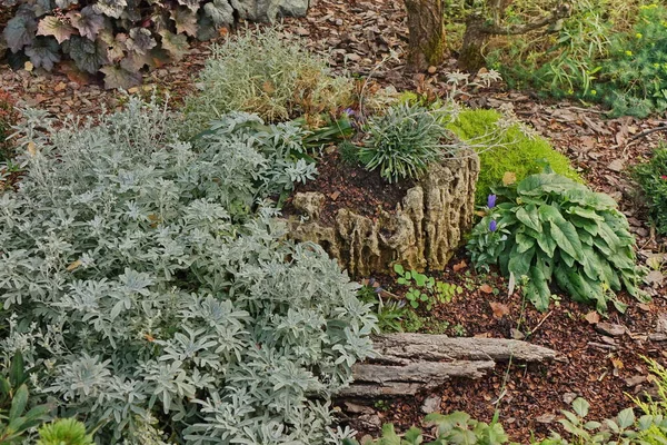 裏庭の庭近代的な造園 装飾的な庭のデザイン 裏庭芝生と草と植物の間の自然マルチボーダー — ストック写真