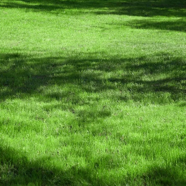 Backyard Garden Park Shady Lawn Зеленый Фон Текстура Лужайка Сделанная — стоковое фото