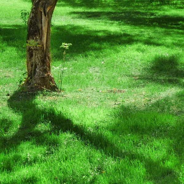 裏庭公園シャディ新鮮な芝生の緑の背景やテクスチャ 芝や芝で作られた芝生 フォーカス選択 — ストック写真