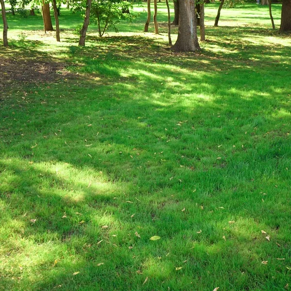 Ogród Ogród Park Shady Fresh Trawnik Zielone Tło Lub Tekstury — Zdjęcie stockowe