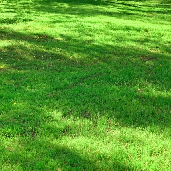 Zahradní Park Stín Čerstvý Trávník Zelené Pozadí Nebo Textura Trávník — Stock fotografie