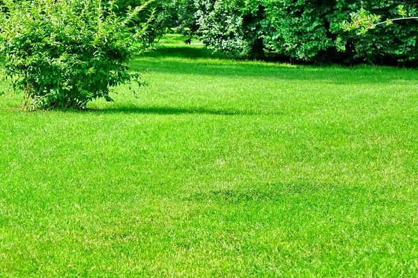 Hinterhof Garden Park Schattigen Frischen Rasen Grünen Hintergrund Oder Textur — Stockfoto