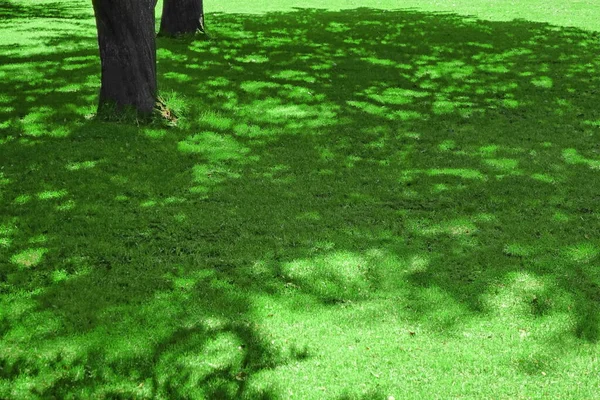 Zadní Dvorek Stinné Čerstvé Trávníku Pozadí Textury Zahrnutý Trávník Country — Stock fotografie