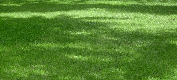 花园后院公园阴凉新鲜草坪绿色宽背景或纹理 全景视图 Meadow Banner摘要 草皮或草皮制成的草坪 聚焦选择性 — 图库照片