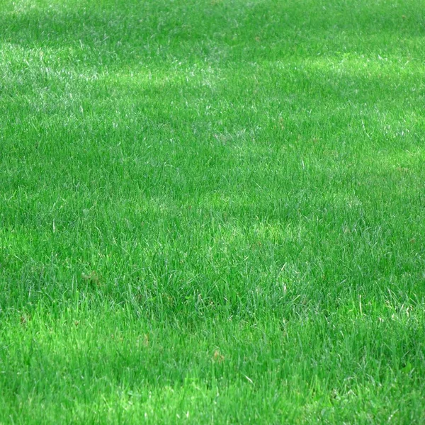 2010 Backyard Garden Park Shady Fresh Lawn Green Background Texture — 스톡 사진