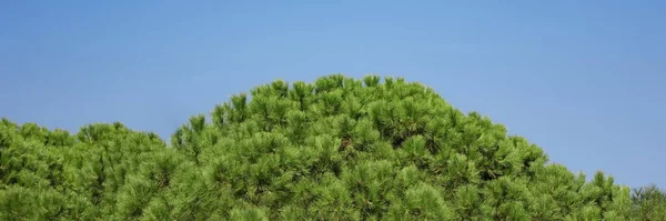 Tops Of Cedar Trees.  Cedar Wood Crown Wide Background. Abstract Nature Banner Or Background Or Wallpaper.