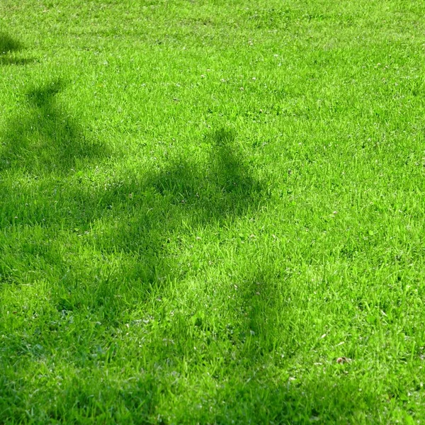 Hinterhof Schattigen Frischen Rasen Hintergrundtextur Rollrasen Country Garden Oder Park — Stockfoto