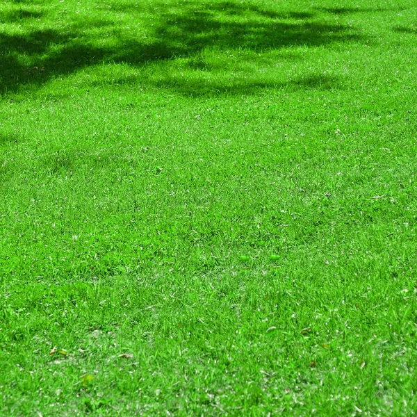 Zahradní Park Stín Čerstvý Trávník Zelené Pozadí Nebo Textura Trávník — Stock fotografie
