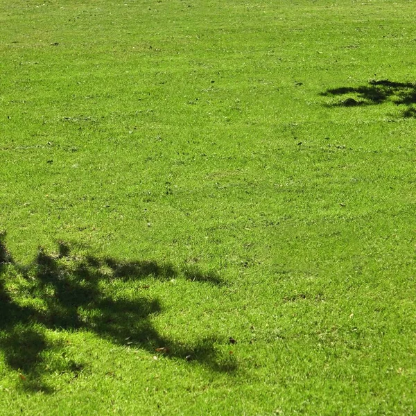 Patio Trasero Sombra Césped Fresco Fondo Textura Rolled Lawn Jardín — Foto de Stock